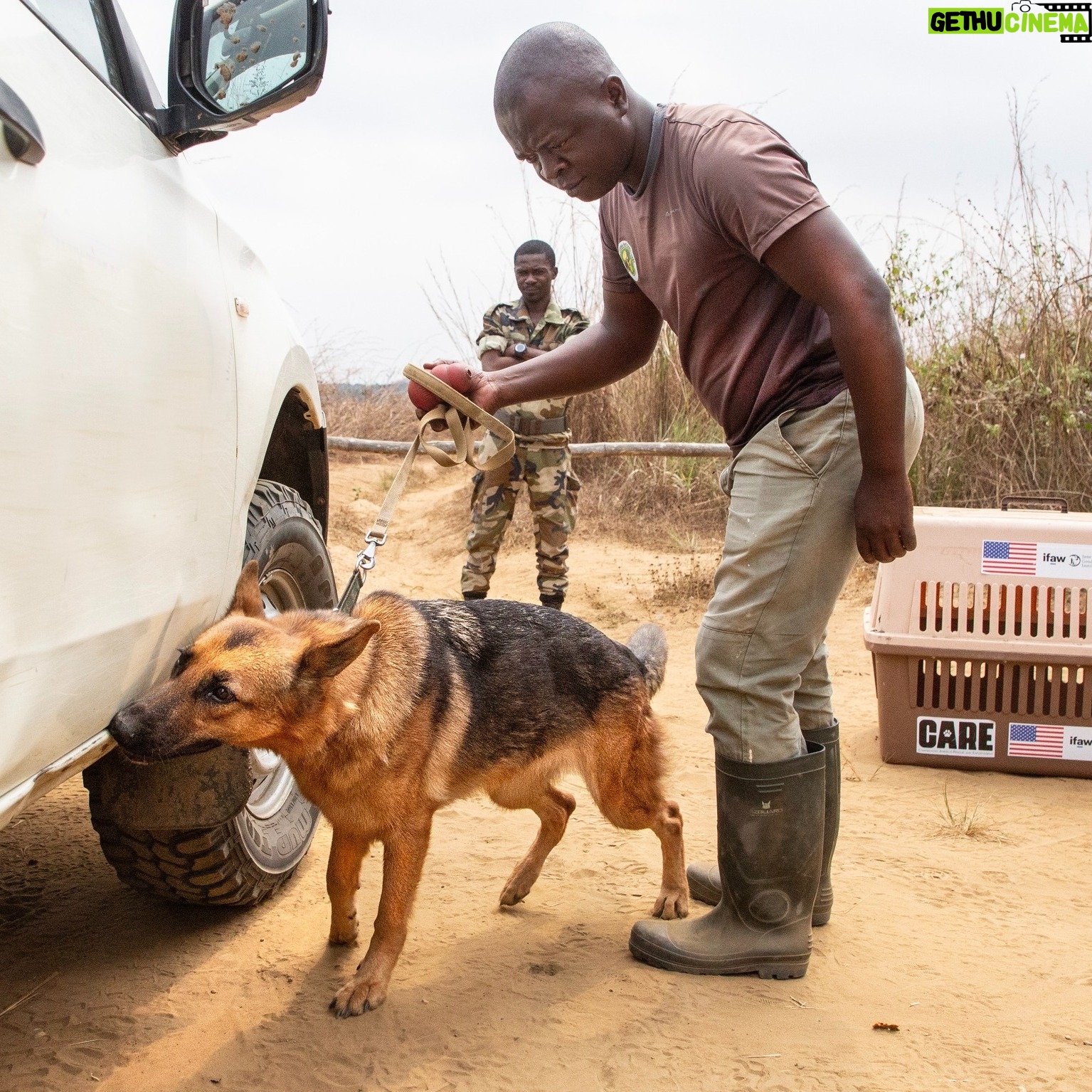 Jane Goodall Instagram - 🦮🐾 These canines are helping us sniff out illegal wildlife trade! The Jane Goodall Institute’s Canine Detection Unit is part of a "triangle approach" that JGI staff at Tchimpounga Sanctuary use to address this threat. In addition to best-in-class captive animal welfare, and community outreach and education, working with local law enforcement helps us keep our sanctuary inhabitants and surrounding wildlife safe. JGI canine trainers teach these dogs to identify evidence of illegal wildlife crime and other dangerous/illegal items, utilizing their incredible heightened sense of smell. We are always working to improve our training methods to combat wildlife trafficking! In 2023, a new scent was introduced to this powerful team: the gray parrot. This is an increasingly exploited species often transported in closed containers. By the end of the year three of the four dogs mastered the skill of detecting parrot feathers! 🦜🪶 Meet one of these talented canines, Kivuli, and her trainer, Arsene — LINK IN BIO 📸 credit: JGI/Fernando Turmo . . . . . #dogsofinstagram #birdsofinstagram #snifferdogs #caninedetectionunit #wildlifetrade #wildlifecrime #wildlifetrafficking #grayparrot #janegoodall #janegoodallinstitute #chimpanzees #conservation #nonprofit #chimpanzeeconservation #interconnected #communityledconservation #communityconservation #wildlife #africanwildlife #tacare