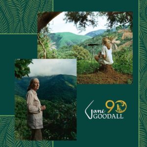 Jane Goodall Instagram - 🎉🎂 HAPPY 90TH BIRTHDAY, JANE! 🎂🎉

From your groundbreaking observations of chimpanzees to your current work as a global conservation advocate, you inspire hope and transform it into action 💚

🌎 Across oceans and continents, each Jane Goodall Institute chapter joins hands to celebrate the extraordinary woman who sparked a global movement for conservation and compassion. Here’s to your special day, filled with love, laughter, and endless inspiration!

📷 Sheri Determan, Courtesy of the Goodall Family, Judy Goodall, Jane Goodall, Hugo Van Lawick, JGI, Kathrin Simon, Michael Neugebauer, Rob Sassor, Stephanie S. Cordle/UMD, Stephen Lihedule, Courtesy of Animal Planet/Tigress Productions 

#GoodAllDay #JaneAt90 #JaneGoodall #JaneGoodallInstitute #BecauseOfJane #Birthday #90thBirthday #HopeIntoAction #TakeBoldAction #GlobalCommunity #Activism #Inspired #GlobalParty