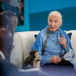 Jane Goodall Instagram - Dr. Jane Goodall’s insights into animal behavior have helped pave the way for transformations in animal welfare and research the world over. But #DidYouKnow that Jane didn’t begin her formal advocacy work until 1986? That year, she attended the first “Understanding Chimpanzees” conference in Chicago, IL and now often says, "I went to the conference as a scientist, and I left as an activist. I knew I had to do something." 📢🌍 This sparked decades of advocacy work, including a collaborative effort to help successfully remove chimpanzees from medical research. In 2002, Jane was named a @unitednations Messenger of Peace by Secretary-General Kofi Annan for her years of dedicated activism and commitment to peace, particularly through @rootsandshoots , youth action program of the Jane Goodall Institute. Today, Jane travels 300 days out of the year to spread her message of hope through action, and she takes every opportunity to support important conservation causes. Recently, inspired to take action against the harmful effects of some mining processes on communities and ecosystems, she's partnered with @brilliantearth to support their use of ethically-sourced fine jewelry. Learn more about the partnership and why she continues her advocacy work at 90 on @todayshow — LINK IN BIO 📸 credits: Image 1: Nate Congleton photonate Image 2: UN Public Relations . . . . . #JaneAt90 #animaladvocacy #animalactivist #activists #animalwelfare #ethicaljewelry #ethicalmining #janegoodall #janegoodallinstitute #chimpanzees #conservation #nonprofit #chimpanzeeconservation #interconnected #communityledconservation #communityconservation #wildlife #africanwildlife #tacare