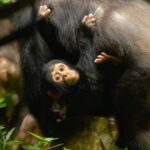 Jane Goodall Instagram - 🌿 New Gombe secret unlocked: connected female chimps = thriving babies! Read more about our current research at Gombe National Park, home to JGI's long-running wild chimpanzee study. 🌟🌿 🐵 In a recent paper from November 2023, scientists at Gombe National Park shed light on the intricate web of female chimpanzee sociality and its profound impact on offspring survival. 💪Despite typically dispersing from their groups, it turns out that female chimpanzees with strong social ties enjoy greater reproductive success. 📈Females that are well-integrated into social networks before giving birth saw increased survival rates for their young at crucial developmental stages. 🤝 As they say, "it takes a village!" This groundbreaking research challenges old assumptions about chimpanzees and highlights the crucial role that social bonds among females play in shaping future generations. To learn more and for access to the entire paper, use the link in bio. #GombeResearch #ChimpanzeeSociality #JGI #JaneGoodall #ScienceWithAHeart 📸: Bill Wallauer Alt Text: A photo of a mother chimpanzee carrying an infant chimpanzee on her chest through the forest.