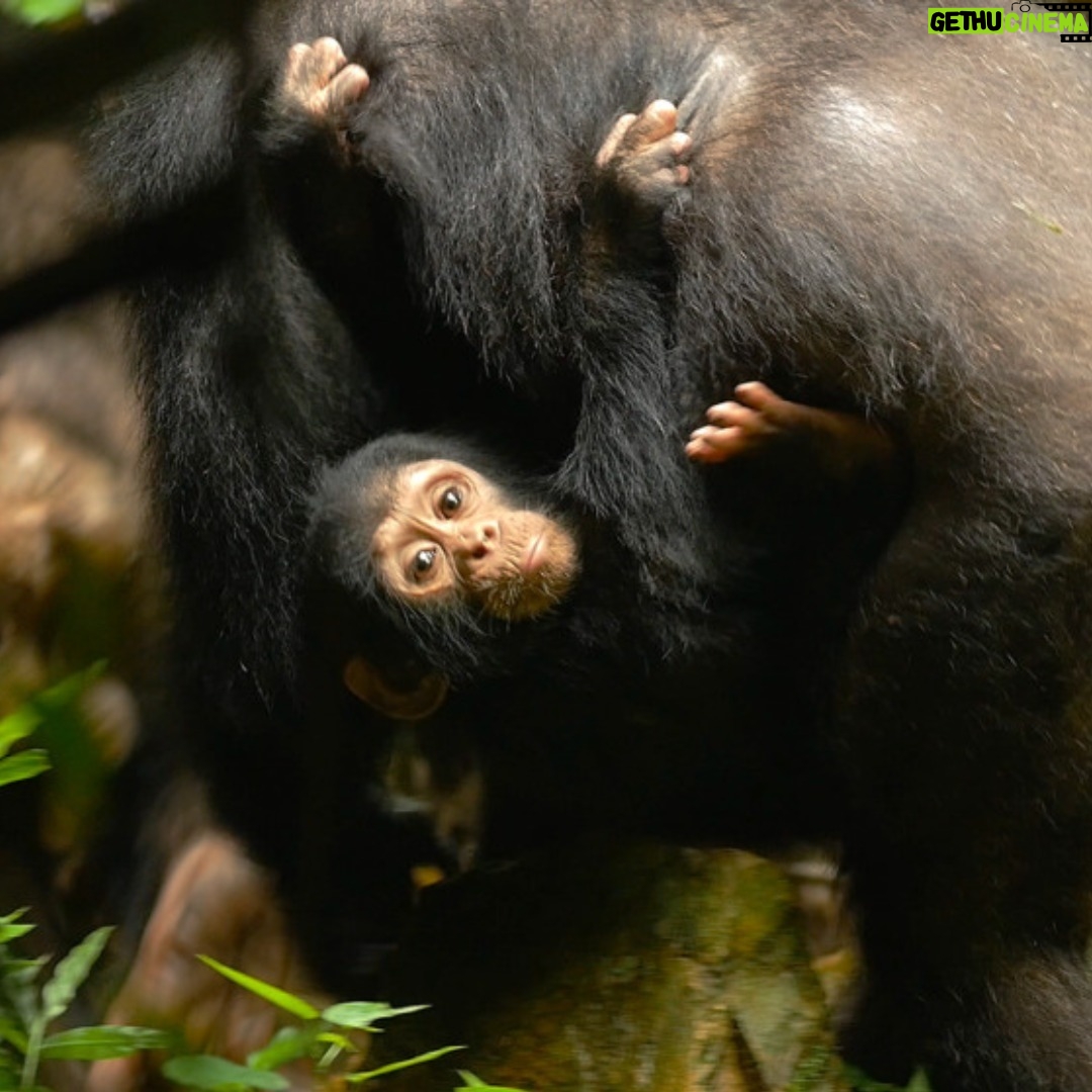 Jane Goodall Instagram - 🌿 New Gombe secret unlocked: connected female chimps = thriving babies! Read more about our current research at Gombe National Park, home to JGI's long-running wild chimpanzee study. 🌟🌿 🐵 In a recent paper from November 2023, scientists at Gombe National Park shed light on the intricate web of female chimpanzee sociality and its profound impact on offspring survival. 💪Despite typically dispersing from their groups, it turns out that female chimpanzees with strong social ties enjoy greater reproductive success. 📈Females that are well-integrated into social networks before giving birth saw increased survival rates for their young at crucial developmental stages. 🤝 As they say, "it takes a village!" This groundbreaking research challenges old assumptions about chimpanzees and highlights the crucial role that social bonds among females play in shaping future generations. To learn more and for access to the entire paper, use the link in bio. #GombeResearch #ChimpanzeeSociality #JGI #JaneGoodall #ScienceWithAHeart 📸: Bill Wallauer Alt Text: A photo of a mother chimpanzee carrying an infant chimpanzee on her chest through the forest.