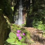 Jane Goodall Instagram - 💧🌈 This enchanting waterfall holds a special place in Dr. Jane Goodall's heart: Over the last 60 years, every time she returns to Gombe, she visits this beloved spot for renewal and connection with nature. 🔍 Gombe National Park is not only the site of Jane's groundbreaking research; it's a living legacy of ongoing studies. At JGI's Gombe Stream Research Center, dedicated researchers collect vital data daily, often staying at the center for weeks. This data undergoes meticulous analysis, sometimes taking years before it’s peer-reviewed and shared with the world. 🌍📚 🌟 You can be part of this extraordinary journey by becoming a Gombe Science Hero. Support our staff and contribute to groundbreaking research that changes how we see our world. Learn more — LINK IN BIO!