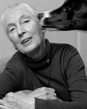 Jane Goodall Instagram - 🌟💚 Wow, what a birthday! Thank you all for the outpouring of warm wishes for Jane yesterday as she celebrated this milestone year.

Let’s keep this momentum going strong because as Jane says, she’s not slowing down at 90 — she’s gearing up to spread her message of hope even further. 

Here’s to many more years of curiosity, inspiration, and compassion for our planet and all who call it home! 

📷 and 🎨 Brilliant Earth Photographer, MUTTS/Patrick McDonnell, Luke Stambouliah, Jen Turpin, Joanna Vesty, Jeremy Collins