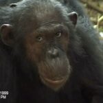 Jane Goodall Instagram - Do you notice anything unique about this chimpanzee, Skosha? Those captivating eyes! In this footage, Skosha exhibits pronounced sclera, a rarity among wild chimpanzees. While the significance of this trait remains a subject of curiosity and exploration, some researchers speculate that it could play an important role in non-verbal communication. 👀 This footage was captured in 1999 at JGI’s Gombe Stream Research Center (@gombestream), where Skosha lived until her passing on December 8, 2003. Research continues to this day at Gombe — the longest-running wild chimpanzee study in the world! 🐵 Inspired? Learn more about the Gombe ecosystem and how you can support this research by becoming a Gombe Science Hero: https://shop.janegoodall.org/category/gombe-science-heroes #JaneGoodall #JaneGoodallInstitute #PrimateBehavior #PrimateConservation #WildlifeConservation #FieldResearch #Gombe #Tanzania #ScienceWithAHeart Alt Text: A video of a female chimpanzee, staring into the camera with large, white eyes.