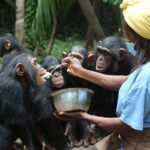 Jane Goodall Instagram - 🌿 Every rescue matters! When infant chimpanzees are saved from the illegal wildlife trade, they arrive at Tchimpounga Sanctuary very young and often in dire need of both physical and emotional healing. Under the care of JGI's dedicated staff, each one receives a personalized care plan along with the company of peers their own age. 🍼➡️🥣 As these young chimps grow and switch from milk to solid foods, they begin enjoying nutritious soy porridge, which is crucial for their development and health. And it doesn't stop there! They're also gently introduced to the forest, where they learn to forage for wild fruits, nuts, seeds, and more as almost half of a chimpanzee's diet is fruit. 🌳🍌 With this blend of socialization, stable nutrition, and hands-on learning in their natural habitat, these rescued chimpanzees gain the physical and mental strength they need. It's not just about survival; it’s about fostering a life filled with joy and companionship. 🐵💚 *JGI does not endorse handling or close proximity to wildlife. This represents a sanctuary ysetting with trained professionals.* Become (or gift) a Chimp Guardian today! You can support the care of chimpanzees who have suffered from the illegal wildlife trade and help us keep our promise to never turn away a chimpanzee in need: LINK IN BIO 📷 Fernando Turmo Alt text Slide 1: Francine, a JGI caregiver, wearing a light blue t-shirt and a yellow bandana and a blue medical face mask feeds a spoon of porridge from a metal bowl to one of four awaiting infant chimpanzees in our Tchimpounga Sanctuary in Tanzania. Slide 2: A caregiver wearing a JGI green khaki shirt cradles a baby chimpanzee and is feeding it milk from a bottle. Slide 3: An infant chimpanzee looks at the camera with a quizzical expression while holding handfuls of white porridge a top a wooden platform. We can see he's in the middle of a tasty feast as some of the porridge is already smeared on his face. #JaneGoodall #JaneGoodallInstitute #JGI #Wildlife #WildlifeConservation #CommunityLed #Conservation #ChimpanzeeRescue #Tchimpounga #Conservation #WildlifeRehabilitation #Rehab #Tanzania #Weaning #Bananas #Porridge #Baby #Chimpanzees