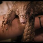 Jane Goodall Instagram - **On the road with Jane - The Pangolin’s Kiss 🌍💚** An inspiring moment with Jane Goodall at Prague Zoo (@zoopraha)! Witnessing the first baby pangolin born in a European zoo—Siska, a female soon turning one, is a symbol of hope for conservation. 🐾🎉 These creatures, the world’s most trafficked animal, face extinction due to illegal trafficking for unproven medicinal claims. Jane’s joy was palpable, marking her first-ever encounter with a pangolin, linking directly to her book ‘Pangolina,’ where a young girl heroically saves a pangolin. The overwhelming turnout for Jane’s book signing was a testament to the power of education and passion for wildlife conservation. Gratitude and awe filled the day, as we celebrated this significant milestone at one of the world’s premier zoos. 🙌✨ 📸 @richardladkani & @malaika.pictures in collab with @ageofunion, filming Jane on her global tour. 🎥🌐 #JaneGoodall #PangolinConservation #PragueZoo #JaneGoodallInstitute #AgeOfUnion #MalaikaPictures #RichardLadkani #Conservation #WildlifeConservation #EndangeredSpecies #SaveThePangolins #AnimalConservation
