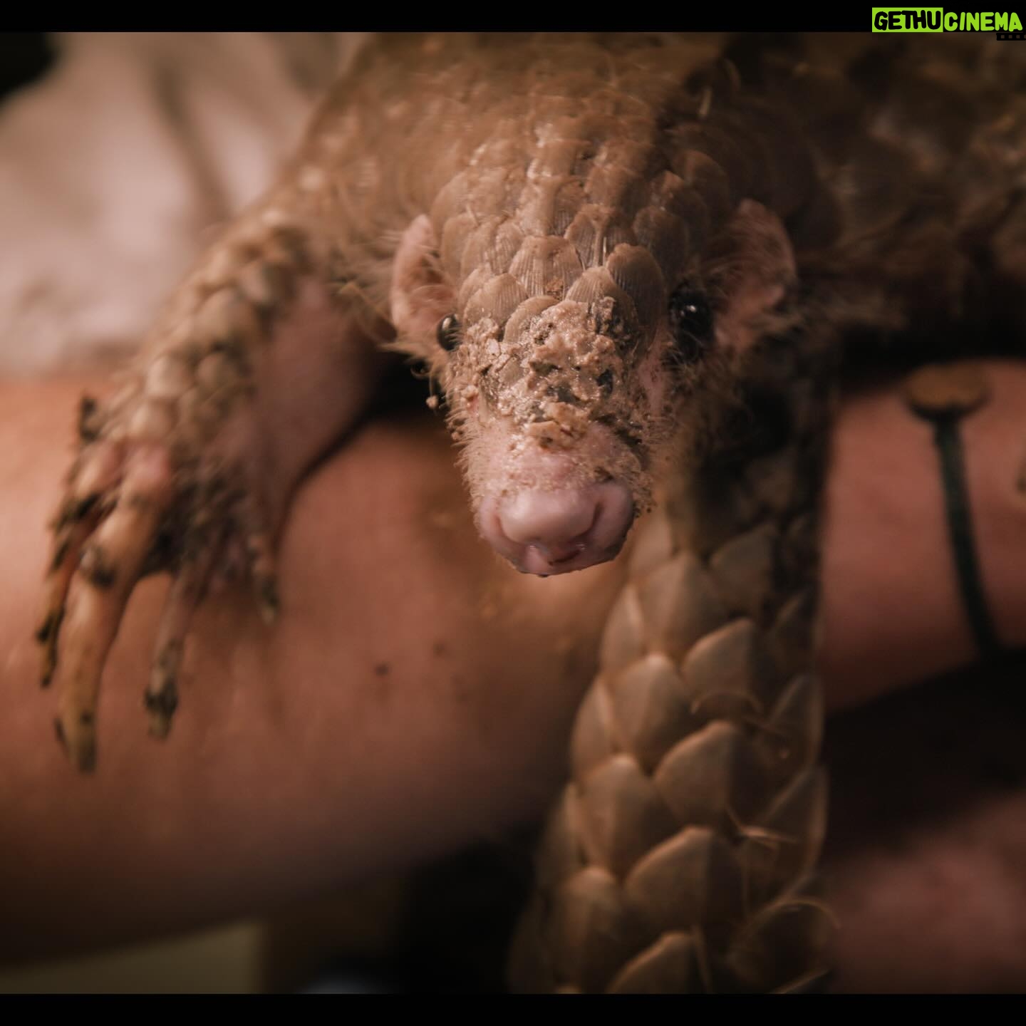 Jane Goodall Instagram - **On the road with Jane - The Pangolin’s Kiss 🌍💚** An inspiring moment with Jane Goodall at Prague Zoo (@zoopraha)! Witnessing the first baby pangolin born in a European zoo—Siska, a female soon turning one, is a symbol of hope for conservation. 🐾🎉 These creatures, the world’s most trafficked animal, face extinction due to illegal trafficking for unproven medicinal claims. Jane’s joy was palpable, marking her first-ever encounter with a pangolin, linking directly to her book ‘Pangolina,’ where a young girl heroically saves a pangolin. The overwhelming turnout for Jane’s book signing was a testament to the power of education and passion for wildlife conservation. Gratitude and awe filled the day, as we celebrated this significant milestone at one of the world’s premier zoos. 🙌✨ 📸 @richardladkani & @malaika.pictures in collab with @ageofunion, filming Jane on her global tour. 🎥🌐 #JaneGoodall #PangolinConservation #PragueZoo #JaneGoodallInstitute #AgeOfUnion #MalaikaPictures #RichardLadkani #Conservation #WildlifeConservation #EndangeredSpecies #SaveThePangolins #AnimalConservation