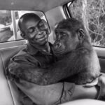 Jane Goodall Instagram - Few things inspire as much hope as the profound bonds between wildlife keepers and the animals they nurture. These dedicated individuals devote their lives to caring for these creatures, forging deep connections. Jo-Anne McArthur, a stalwart advocate for animals, captures the essence of these relationships through her personal photography and the We Animals project, which chronicles the intricate dynamics between humans and animals. In this photograph, we witness the poignant testament to the power of these bonds. Despite the disorienting effects of sedation wearing off mid-transport, Pikin, a juvenile lowland gorilla, remains serene, calmly observing her surroundings before nestling back into the reassuring embrace of her caretaker, Appolinaire Ndohoudo. The trust and affection between her and Ndohoudo became a sanctuary of peace amidst the unfamiliarity, exemplifying the profound impact of such relationships on both humans and animals alike. Thank you @joannemcarthurphotography for being a part of this @vital.impacts initiative celebrating Dr. Jane Goodall on her 90th birthday. It is an honor to share this powerful image.  Much gratitude to @cansoninfinity, @paperandinkstudio, and @theprintspace for your unwavering support in bringing this vision to life. Edited by @nachocorbella #HappyBirthdayJane #JaneAt90 #GoodAllDay #JaneGoodall #environment #nature #conservation #JaneGoodallInstitute #gorilla #cars #greatape #blackandwhitephotography #documentaryphotography #wildlife #wildliferescue