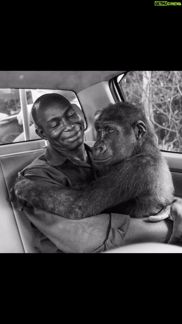 Jane Goodall Instagram - Few things inspire as much hope as the profound bonds between wildlife keepers and the animals they nurture. These dedicated individuals devote their lives to caring for these creatures, forging deep connections. Jo-Anne McArthur, a stalwart advocate for animals, captures the essence of these relationships through her personal photography and the We Animals project, which chronicles the intricate dynamics between humans and animals. In this photograph, we witness the poignant testament to the power of these bonds. Despite the disorienting effects of sedation wearing off mid-transport, Pikin, a juvenile lowland gorilla, remains serene, calmly observing her surroundings before nestling back into the reassuring embrace of her caretaker, Appolinaire Ndohoudo. The trust and affection between her and Ndohoudo became a sanctuary of peace amidst the unfamiliarity, exemplifying the profound impact of such relationships on both humans and animals alike. Thank you @joannemcarthurphotography for being a part of this @vital.impacts initiative celebrating Dr. Jane Goodall on her 90th birthday. It is an honor to share this powerful image. Much gratitude to @cansoninfinity, @paperandinkstudio, and @theprintspace for your unwavering support in bringing this vision to life. Edited by @nachocorbella #HappyBirthdayJane #JaneAt90 #GoodAllDay #JaneGoodall #environment #nature #conservation #JaneGoodallInstitute #gorilla #cars #greatape #blackandwhitephotography #documentaryphotography #wildlife #wildliferescue