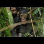 Jane Goodall Instagram - 🎉 Playtime's not just fun—it's fun-damental! A study titled "The relationship between social play and developmental milestones in wild chimpanzees (Pan troglodytes schweinfurthii)" explores social play in chimpanzees by analyzing the 33 years of behavioral data recorded at Gombe Stream National Park, in Tanzania (where Jane began her groundbreaking study, and where JGI continues research to this day). 🐵They found that during social play, young chimpanzees learn a lot of important behavioral, physical, and social skills that they carry on into adulthood. Dive into the details of this fascinating study and see how today’s research continues to build on Dr. Goodall's initial research 📄. Shout out to researchers Matthew R. Heintz, Carson M. Murray, A. Catherine Markham, Anne E. Pusey and Elizabeth V. Lonsdorf for their research and insightful findings (read here: https://www.ncbi.nlm.nih.gov/pmc/articles/PMC5728447/) Are you inspired by the research Dr. Goodall shared from Gombe, Tanzania? Learn more about the Gombe ecosystem and how you can support JGI's research by becoming a Gombe Science Hero: https://shop.janegoodall.org/category/gombe-science-heroes 📸: JGI/Bill Wallauer Alt Text: Two young chimpanzees playing next to a large tree on the forest floor in Gombe Stream National Park