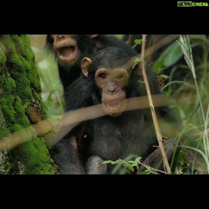 Jane Goodall Instagram - 🎉 Playtime's not just fun—it's fun-damental! A study titled "The relationship between social play and developmental milestones in wild chimpanzees (Pan troglodytes schweinfurthii)" explores social play in chimpanzees by analyzing the 33 years of behavioral data recorded at Gombe Stream National Park, in Tanzania (where Jane began her groundbreaking study, and where JGI continues research to this day). 🐵They found that during social play, young chimpanzees learn a lot of important behavioral, physical, and social skills that they carry on into adulthood. Dive into the details of this fascinating study and see how today’s research continues to build on Dr. Goodall's initial research 📄. Shout out to researchers Matthew R. Heintz, Carson M. Murray, A. Catherine Markham, Anne E. Pusey and Elizabeth V. Lonsdorf for their research and insightful findings (read here: https://www.ncbi.nlm.nih.gov/pmc/articles/PMC5728447/) Are you inspired by the research Dr. Goodall shared from Gombe, Tanzania? Learn more about the Gombe ecosystem and how you can support JGI's research by becoming a Gombe Science Hero: https://shop.janegoodall.org/category/gombe-science-heroes 📸: JGI/Bill Wallauer Alt Text: Two young chimpanzees playing next to a large tree on the forest floor in Gombe Stream National Park