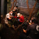 Jane Goodall Instagram - **On the road with Jane - The Pangolin’s Kiss 🌍💚** An inspiring moment with Jane Goodall at Prague Zoo (@zoopraha)! Witnessing the first baby pangolin born in a European zoo—Siska, a female soon turning one, is a symbol of hope for conservation. 🐾🎉 These creatures, the world’s most trafficked animal, face extinction due to illegal trafficking for unproven medicinal claims. Jane’s joy was palpable, marking her first-ever encounter with a pangolin, linking directly to her book ‘Pangolina,’ where a young girl heroically saves a pangolin. The overwhelming turnout for Jane’s book signing was a testament to the power of education and passion for wildlife conservation. Gratitude and awe filled the day, as we celebrated this significant milestone at one of the world’s premier zoos. 🙌✨ 📸 @richardladkani & @malaika.pictures in collab with @ageofunion, filming Jane on her global tour. 🎥🌐 #JaneGoodall #PangolinConservation #PragueZoo #JaneGoodallInstitute #AgeOfUnion #MalaikaPictures #RichardLadkani #Conservation #WildlifeConservation #EndangeredSpecies #SaveThePangolins #AnimalConservation