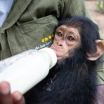 Jane Goodall Instagram - 🌿 Every rescue matters! When infant chimpanzees are saved from the illegal wildlife trade, they arrive at Tchimpounga Sanctuary very young and often in dire need of both physical and emotional healing. Under the care of JGI's dedicated staff, each one receives a personalized care plan along with the company of peers their own age. 🍼➡️🥣 As these young chimps grow and switch from milk to solid foods, they begin enjoying nutritious soy porridge, which is crucial for their development and health. And it doesn't stop there! They're also gently introduced to the forest, where they learn to forage for wild fruits, nuts, seeds, and more as almost half of a chimpanzee's diet is fruit. 🌳🍌 With this blend of socialization, stable nutrition, and hands-on learning in their natural habitat, these rescued chimpanzees gain the physical and mental strength they need. It's not just about survival; it’s about fostering a life filled with joy and companionship. 🐵💚 *JGI does not endorse handling or close proximity to wildlife. This represents a sanctuary ysetting with trained professionals.* Become (or gift) a Chimp Guardian today! You can support the care of chimpanzees who have suffered from the illegal wildlife trade and help us keep our promise to never turn away a chimpanzee in need: LINK IN BIO 📷 Fernando Turmo Alt text Slide 1: Francine, a JGI caregiver, wearing a light blue t-shirt and a yellow bandana and a blue medical face mask feeds a spoon of porridge from a metal bowl to one of four awaiting infant chimpanzees in our Tchimpounga Sanctuary in Tanzania. Slide 2: A caregiver wearing a JGI green khaki shirt cradles a baby chimpanzee and is feeding it milk from a bottle. Slide 3: An infant chimpanzee looks at the camera with a quizzical expression while holding handfuls of white porridge a top a wooden platform. We can see he's in the middle of a tasty feast as some of the porridge is already smeared on his face. #JaneGoodall #JaneGoodallInstitute #JGI #Wildlife #WildlifeConservation #CommunityLed #Conservation #ChimpanzeeRescue #Tchimpounga #Conservation #WildlifeRehabilitation #Rehab #Tanzania #Weaning #Bananas #Porridge #Baby #Chimpanzees
