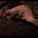 Jane Goodall Instagram - **On the road with Jane - The Pangolin’s Kiss 🌍💚** An inspiring moment with Jane Goodall at Prague Zoo (@zoopraha)! Witnessing the first baby pangolin born in a European zoo—Siska, a female soon turning one, is a symbol of hope for conservation. 🐾🎉 These creatures, the world’s most trafficked animal, face extinction due to illegal trafficking for unproven medicinal claims. Jane’s joy was palpable, marking her first-ever encounter with a pangolin, linking directly to her book ‘Pangolina,’ where a young girl heroically saves a pangolin. The overwhelming turnout for Jane’s book signing was a testament to the power of education and passion for wildlife conservation. Gratitude and awe filled the day, as we celebrated this significant milestone at one of the world’s premier zoos. 🙌✨ 📸 @richardladkani & @malaika.pictures in collab with @ageofunion, filming Jane on her global tour. 🎥🌐 #JaneGoodall #PangolinConservation #PragueZoo #JaneGoodallInstitute #AgeOfUnion #MalaikaPictures #RichardLadkani #Conservation #WildlifeConservation #EndangeredSpecies #SaveThePangolins #AnimalConservation