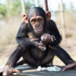 Jane Goodall Instagram - 🌿 Every rescue matters! When infant chimpanzees are saved from the illegal wildlife trade, they arrive at Tchimpounga Sanctuary very young and often in dire need of both physical and emotional healing. Under the care of JGI's dedicated staff, each one receives a personalized care plan along with the company of peers their own age. 🍼➡️🥣 As these young chimps grow and switch from milk to solid foods, they begin enjoying nutritious soy porridge, which is crucial for their development and health. And it doesn't stop there! They're also gently introduced to the forest, where they learn to forage for wild fruits, nuts, seeds, and more as almost half of a chimpanzee's diet is fruit. 🌳🍌 With this blend of socialization, stable nutrition, and hands-on learning in their natural habitat, these rescued chimpanzees gain the physical and mental strength they need. It's not just about survival; it’s about fostering a life filled with joy and companionship. 🐵💚 *JGI does not endorse handling or close proximity to wildlife. This represents a sanctuary ysetting with trained professionals.* Become (or gift) a Chimp Guardian today! You can support the care of chimpanzees who have suffered from the illegal wildlife trade and help us keep our promise to never turn away a chimpanzee in need: LINK IN BIO 📷 Fernando Turmo Alt text Slide 1: Francine, a JGI caregiver, wearing a light blue t-shirt and a yellow bandana and a blue medical face mask feeds a spoon of porridge from a metal bowl to one of four awaiting infant chimpanzees in our Tchimpounga Sanctuary in Tanzania. Slide 2: A caregiver wearing a JGI green khaki shirt cradles a baby chimpanzee and is feeding it milk from a bottle. Slide 3: An infant chimpanzee looks at the camera with a quizzical expression while holding handfuls of white porridge a top a wooden platform. We can see he's in the middle of a tasty feast as some of the porridge is already smeared on his face. #JaneGoodall #JaneGoodallInstitute #JGI #Wildlife #WildlifeConservation #CommunityLed #Conservation #ChimpanzeeRescue #Tchimpounga #Conservation #WildlifeRehabilitation #Rehab #Tanzania #Weaning #Bananas #Porridge #Baby #Chimpanzees