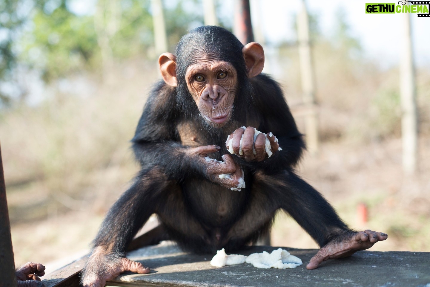 Jane Goodall Instagram - πΏ Every rescue matters! When infant chimpanzees are saved from the illegal wildlife trade, they arrive at Tchimpounga Sanctuary very young and often in dire need of both physical and emotional healing. Under the care of JGI's dedicated staff, each one receives a personalized care plan along with the company of peers their own age. πΌβ‘οΈπ₯£ As these young chimps grow and switch from milk to solid foods, they begin enjoying nutritious soy porridge, which is crucial for their development and health. And it doesn't stop there! They're also gently introduced to the forest, where they learn to forage for wild fruits, nuts, seeds, and more as almost half of a chimpanzee's diet is fruit. π³π With this blend of socialization, stable nutrition, and hands-on learning in their natural habitat, these rescued chimpanzees gain the physical and mental strength they need. It's not just about survival; itβs about fostering a life filled with joy and companionship. π΅π *JGI does not endorse handling or close proximity to wildlife. This represents a sanctuary ysetting with trained professionals.* Become (or gift) a Chimp Guardian today! You can support the care of chimpanzees who have suffered from the illegal wildlife trade and help us keep our promise to never turn away a chimpanzee in need: LINK IN BIO π· Fernando Turmo Alt text Slide 1: Francine, a JGI caregiver, wearing a light blue t-shirt and a yellow bandana and a blue medical face mask feeds a spoon of porridge from a metal bowl to one of four awaiting infant chimpanzees in our Tchimpounga Sanctuary in Tanzania. Slide 2: A caregiver wearing a JGI green khaki shirt cradles a baby chimpanzee and is feeding it milk from a bottle. Slide 3: An infant chimpanzee looks at the camera with a quizzical expression while holding handfuls of white porridge a top a wooden platform. We can see he's in the middle of a tasty feast as some of the porridge is already smeared on his face. #JaneGoodall #JaneGoodallInstitute #JGI #Wildlife #WildlifeConservation #CommunityLed #Conservation #ChimpanzeeRescue #Tchimpounga #Conservation #WildlifeRehabilitation #Rehab #Tanzania #Weaning #Bananas #Porridge #Baby #Chimpanzees