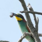 Jane Goodall Instagram - 🌿🦜Explore the birds of Gombe Stream National Park with us! We’ve spent decades researching wild chimpanzees and supporting conservation efforts in Gombe, so we’ve gotten to know its avian residents well along the way. Here are a few of the usual suspects: 🪶 The Pygmy Kingfisher meticulously preening its vibrant plumage 🪶 European Bee Eater scarfs down an afternoon snack 🪶 The elusive Black Cuckoo nestled beneath the cascading waters of the falls amidst the mist and spray 🪶 The Goliath Heron wading along Gombe’s shoreline in search of a next meal. These moments capture the beauty and diversity of Gombe’s birdlife. Bird lovers: What other feathered friends do you see in this footage? 👀 #JaneGoodall #JaneGoodallInstitute #GombeBiodiversity #UNBiodiversity 🎥 credit: JGI/Bill Wallauer Alt Text: Clip 1: A pygmy kingfisher cleans itself on a branch. Clip 2: A European Bee Eater eats an insect at the top of a tree. Clip 3: A large white and black bird walks and bobs its head. Clip 4: A large bird shakes its feathers in a tree. Clip 5: A Black Cuckoo sits on a vine in the mist of a waterfall. Clip 6: A small white and grey bird waddles on a vine. Clip 7: A Goliath Heron wades in the shallow waves of the shoreline.