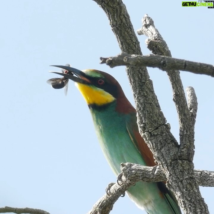 Jane Goodall Instagram - 🌿🦜Explore the birds of Gombe Stream National Park with us! We’ve spent decades researching wild chimpanzees and supporting conservation efforts in Gombe, so we’ve gotten to know its avian residents well along the way. Here are a few of the usual suspects: 🪶 The Pygmy Kingfisher meticulously preening its vibrant plumage 🪶 European Bee Eater scarfs down an afternoon snack 🪶 The elusive Black Cuckoo nestled beneath the cascading waters of the falls amidst the mist and spray 🪶 The Goliath Heron wading along Gombe’s shoreline in search of a next meal. These moments capture the beauty and diversity of Gombe’s birdlife. Bird lovers: What other feathered friends do you see in this footage? 👀 #JaneGoodall #JaneGoodallInstitute #GombeBiodiversity #UNBiodiversity 🎥 credit: JGI/Bill Wallauer Alt Text: Clip 1: A pygmy kingfisher cleans itself on a branch. Clip 2: A European Bee Eater eats an insect at the top of a tree. Clip 3: A large white and black bird walks and bobs its head. Clip 4: A large bird shakes its feathers in a tree. Clip 5: A Black Cuckoo sits on a vine in the mist of a waterfall. Clip 6: A small white and grey bird waddles on a vine. Clip 7: A Goliath Heron wades in the shallow waves of the shoreline.