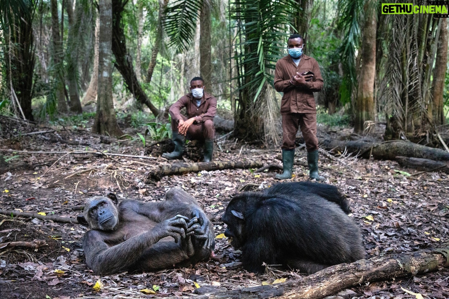 Jane Goodall Instagram - While we all love a photo that shows a glimpse into the lives of incredible species like chimpanzees, it's important to be mindful of the content we engage with. That's why every time we post an archival photo or a picture from a sanctuary that shows people and wildlife in close proximity to each other, we include our disclaimer: *The Jane Goodall Institute does not endorse handling or close proximity to wildlife.* Giving wildlife space keeps everyone safe. So before hitting that like or share button, take a moment to ensure the content aligns with ethical standards. Here's what to watch out for: π« Videos and photos from unaccredited captive facilities seeking attention or profit π« Chimpanzees being coerced into unnatural behaviors or dressed up for entertainment π« Close contact between chimpanzees and non-expert humans Swipe through to discover and appreciate examples of appropriate content: π΅ Chimpanzees thriving in their natural habitat π Living freely at an accredited sanctuary, or π Being cared for by trained professionals Let's celebrate these remarkable animals responsibly! πΏπΈ πΈ Image 1: Fernando Turmo πΈ Image 2: Stephano Lihedule πΈ Image 3: Fernando Turmo Alt Text: Image 1: A young chimpanzee holding a stick on the forest floor at Tchimpounga. Image 2: A wild chimpanzee climbing through vines in Gombe Stream National Park. Image 3: Two adult chimpanzees laying on the forest floor in the foreground with two researcher studying and watching them in the background. #WildlifePhotography #Gombe #Tchimpounga #JaneGoodallInstitute #JGI #JaneGoodall #Conservation #WildlifeProtection #Chimpanzees #Environmentalism #AnimalWelfare #Sustainability #Science #Education #TheMoreYouKnow