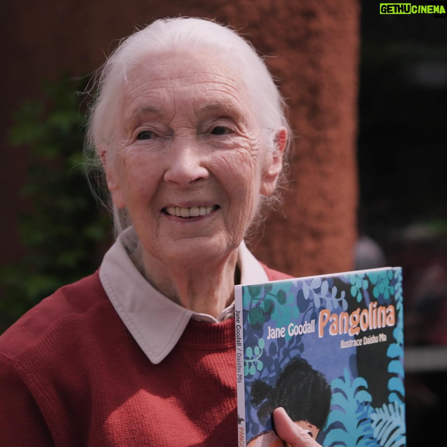 Jane Goodall Instagram - **On the road with Jane - The Pangolin’s Kiss 🌍💚** An inspiring moment with Jane Goodall at Prague Zoo (@zoopraha)! Witnessing the first baby pangolin born in a European zoo—Siska, a female soon turning one, is a symbol of hope for conservation. 🐾🎉 These creatures, the world’s most trafficked animal, face extinction due to illegal trafficking for unproven medicinal claims. Jane’s joy was palpable, marking her first-ever encounter with a pangolin, linking directly to her book ‘Pangolina,’ where a young girl heroically saves a pangolin. The overwhelming turnout for Jane’s book signing was a testament to the power of education and passion for wildlife conservation. Gratitude and awe filled the day, as we celebrated this significant milestone at one of the world’s premier zoos. 🙌✨ 📸 @richardladkani & @malaika.pictures in collab with @ageofunion, filming Jane on her global tour. 🎥🌐 #JaneGoodall #PangolinConservation #PragueZoo #JaneGoodallInstitute #AgeOfUnion #MalaikaPictures #RichardLadkani #Conservation #WildlifeConservation #EndangeredSpecies #SaveThePangolins #AnimalConservation