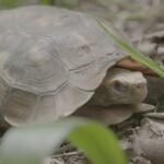 Jane Goodall Instagram - 🌍🐢 Happy World Turtle (and Tortoise) Day from the Jane Goodall Institute! 🐢🌍 🌿 Turtles have roamed the Earth for hundreds of millions of years — there’s a lot we can learn from this resilient group of reptiles! 💚 While they’ve weathered multiple mass extinctions, these amazing creatures do currently face numerous challenges, from habitat loss to climate change. By protecting their habitats, supporting conservation efforts, and spreading the word about the importance of biodiversity, we can ensure a brighter future for turtles, tortoises, and all wildlife. Swipe to see some of the turtle friends we’ve had the privilege to care for and release back into the wild through our wildlife rehabilitation work at Tchimpounga Sanctuary. 🎥: Fernando Turmo #WorldTurtleDay #Turtles #Tortoise #JaneGoodall #JaneGoodallInstitute #TurtleConservation #TortoiseConservation #WildlifeConservation #Conservation #Biodiversity