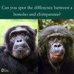 Jane Goodall Instagram - 🌿 Did you know? Chimpanzees and bonobos, our closest relatives in the animal kingdom, have fascinating differences despite sharing about 98% of their DNA! 🧬 Above, chimpanzees are shown on the left, with bonobos on the right. 🐵 While both species are highly intelligent and social, chimps have commonly been known for their aggressive behavior and male-dominated hierarchies, whereas bonobos are characterized by their peaceful, matriarchal societies and unique methods of conflict resolution through social bonding and sexual interactions. However, recent discoveries stemming from a comparative study on male aggression in chimpanzee communities at Gombe National Park, Tanzania, and bonobo communities at the Kokolopori Bonobo Reserve, DRC, have cast doubt on these established distinctions. Bonobos may be more aggressive than we previously thought! 🙊 Understanding these distinctions not only sheds light on our evolutionary past but also teaches us valuable lessons about cooperation, empathy, and diversity in nature. 🌍 Delve deeper into these findings and explore the nuanced differences between these remarkable great ape species by tapping the link —> https://www.cell.com/current-biology/abstract/S0960-9822(24)00253-7# #JGI #Gombe #Chimpanzee #Bonobo 📸: Image 1: Fernando Turmo 📸: Image 2: Fernando Turmo (Captured at Lola Ya Bonobo Sanctuary) 📸: Image 3: Stephano Lihedule 📸: Image 4: Fernando Turmo (Captured at Lola Ya Bonobo Sanctuary) Alt Text: Slide 1 : Side by side images of an adult male chimpanzee and bonobo. Text above reads "Can you Spot the Difference?". Text below reads "CHIMPANZEES" and "BONOBOS" Slide 2: Side by side images of an infant chimpanzee and infant bonobo. Text above reads "Can you Spot the Difference?". Text below reads "CHIMPANZEES" and "BONOBOS"