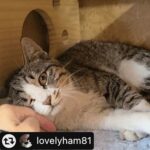 Jang Na-ra Instagram - #리그램 - @lovelyham81 by @get_multi_repost . #가족이되어주세요 (사진은👉 넘겨봐주세요) #천사들의보금자리 신입 미키를 소개합니다 미키는 지난 3월 구조되어 필요한 모든 검사와 처치, 중성화 수술을 받고 #천보금 에 입소되었어요. 오밀조밀하게 귀엽게도 생겨서 막내답게 횽아, 누나야들 눈치도 볼 줄 알고 고양이 식구들과 잘 어울려지는 동글한 성격을 갖고 있어요! 순조로운 합사가 예상되는 성격이기에 둘째 고양이로 제격👍(외동으로 보내지 않으려고 해요) *이름: 미키 *성별: 남아/중성화완료 *나이: 7개월 추정 *성격: (보호소라는 공간 특성상 외부인 출입이 잦기에 정확한 성격 파악을 못할 수 있어요) 하악질, 솜방망이질 그런 거 모르는 순둥이 사람 손만 닿으면 자동 발라당 캣초딩 답게 장난감 너어어어무 좋아해요 입양문의는 DM 주시고 비공개 계정은 잠시 공개 계정으로 전환해주시면 감사합니다. 입양신청서➡️ 인터뷰➡️ 보호소 5회 방문➡️ 방묘창/방묘문 설치(안전방충망과 중문 있을경우 해당되지 않음)➡️ 입양계약서➡️ 인스타그램 계정 개설. 신청서 보내주시면 보호소 소장님께 전달드리고 가장 적합한 신청자분께 따로 전화 요청드립니다 입양이 확정되면 이동장과 인식표 지참하셔서 직접 아이를 데리러 오셔야 해요 현재 일산 보호소에서 보호중입니다. 보호소 소장님과 봉사자분들께서 소중하고 귀하게 키우고 있어요. 그만큼 신중하고 정중한 문의 부탁드립니다. 산책, 외출, 베란다, 마당, 사무실냥이로 보내지 않습니다🙅‍♀️ 👇 보호소 입양 규정입니다 *보호소 방문 봉사 횟수 5회 *입양 후 3개월간 월 1회 입양일기 작성(네이버 카페) *이후 연 1회 입양일기 작성 권고(네이버 카페) 반려 경험이 있는 분께 보내려고 합니다 결혼이나 출산과 같은 반려 환경의 큰 변화를 앞두고 있을 경우 안정적인 환경의 신청자를 우선적으로 고려하게 됩니다. 특히 미혼이시고 혼자 사시는 분 보다는 여러 가족구성원이 함께 살고 계신 경우를 선호합니다. #입양처를찾습니다 #입양공고 #입양홍보 #고양이 #고양이입양 #냥스타그램 #집사 #고양이구조 #길고양이 #길고양이입양 #보호소고양이 #보호소입양 #반려묘 #고양이입양하실분 #버리지마세요 #사지마세요 #입양하세요 #완벽한구조는입양입니다 (#천사들의보금자리 친구 미키💕 입양 갈 수 있는 친구들 소개하려구 해요! 많은 관심 부탁드려요!!!!)