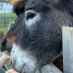 Janina Uhse Instagram – Anzeige, weil markiert//
Den drehfreien Tag bestmöglich genutzt im @naturhotelforsthofgut 🏔️🥰
1. Leckeren Cocktail geschlürft 
2. Im Family Spa erholt 
3. Den Kinderbereich unsicher gemacht 
4. Herrlich schnabuliert
5. Neue Freunde gefunden 

Bis gaaaanz bald 🥰