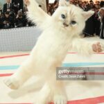 Jared Leto Instagram – Happy Met Gala 🖤

Which was your favorite?

Maybe it’ll make an appearance on tour 🐱

@gucci @alessandro_michele @karllagerfeld @scpsunlimited @kimkardashian @kendalljenner @kyliejenner @dakotajohnson @katyperry @jimmyfallon @honeymoon @donatella_versace