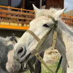 Jarinporn Joonkiat Instagram – 🐎💘 First horse riding up to the mountain with no คนจูง 🥶