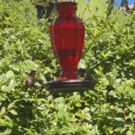 Jasmine Luv Instagram – WATCH UNTIL THE END 
Just wanted to put something therapeutic on your timeline ❤️ Have a great week #GodisGood #hummingbirdfeeder