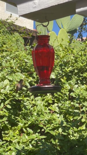 Jasmine Luv Instagram - WATCH UNTIL THE END 
Just wanted to put something therapeutic on your timeline ❤️ Have a great week #GodisGood #hummingbirdfeeder