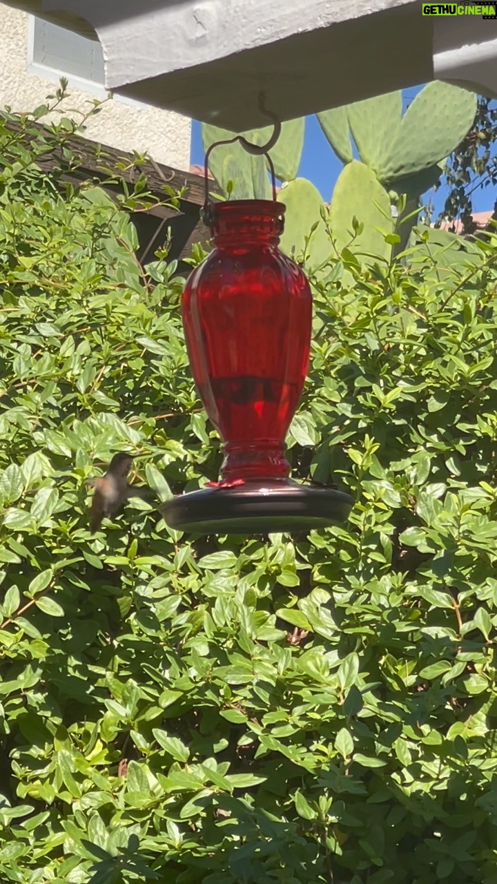 Jasmine Luv - 22K Likes - WATCH UNTIL THE END
Just wanted to put something therapeutic on your timeline ❤️ Have a great week #GodisGood #hummingbirdfeeder