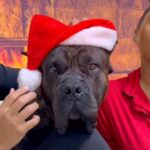Jasmine Luv Instagram – We know who isn’t in the Christmas spirit 😂😂😂🎄 @zeus_luvnslim said “GONE GET AND TAKE THAT HAT WITH YOU” 😂🐕 Merry Christmas from my family to yours @tallguycarreviews_  #christmasphotos #presacanario #dogsofinstagram #doglover #christmas #christmasdecor
