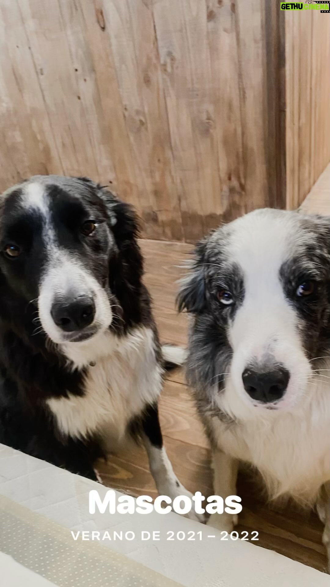 Javiera Acevedo Instagram - Un compilado de amor con estos peludos que tanto amo Mi negro y mi Peaky (por peaky blínders) 6 años a todos lados Gracias por tanto amor del bueno y esa exquisita incondicionalidad