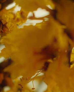 Jeff Satur Instagram - Daffodil