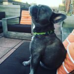 Jenna Ushkowitz Instagram - Thank you. I just wanted to say how grateful I am for everyone who has continued to reach out with their love, support, empathy and kind words. Thank you for the flowers, treats, food, we are so lucky to have so many wonderful people in our corner who got to know and love our precious Bear. You have made an impossible week a little better and raised my spirits while my heart was breaking. ❤️🐻🐞 love you all.