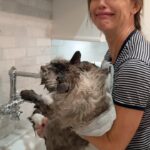 Jennifer Garner Instagram - A Moose favorite for #NationalPetDay. I love my cat. 😻