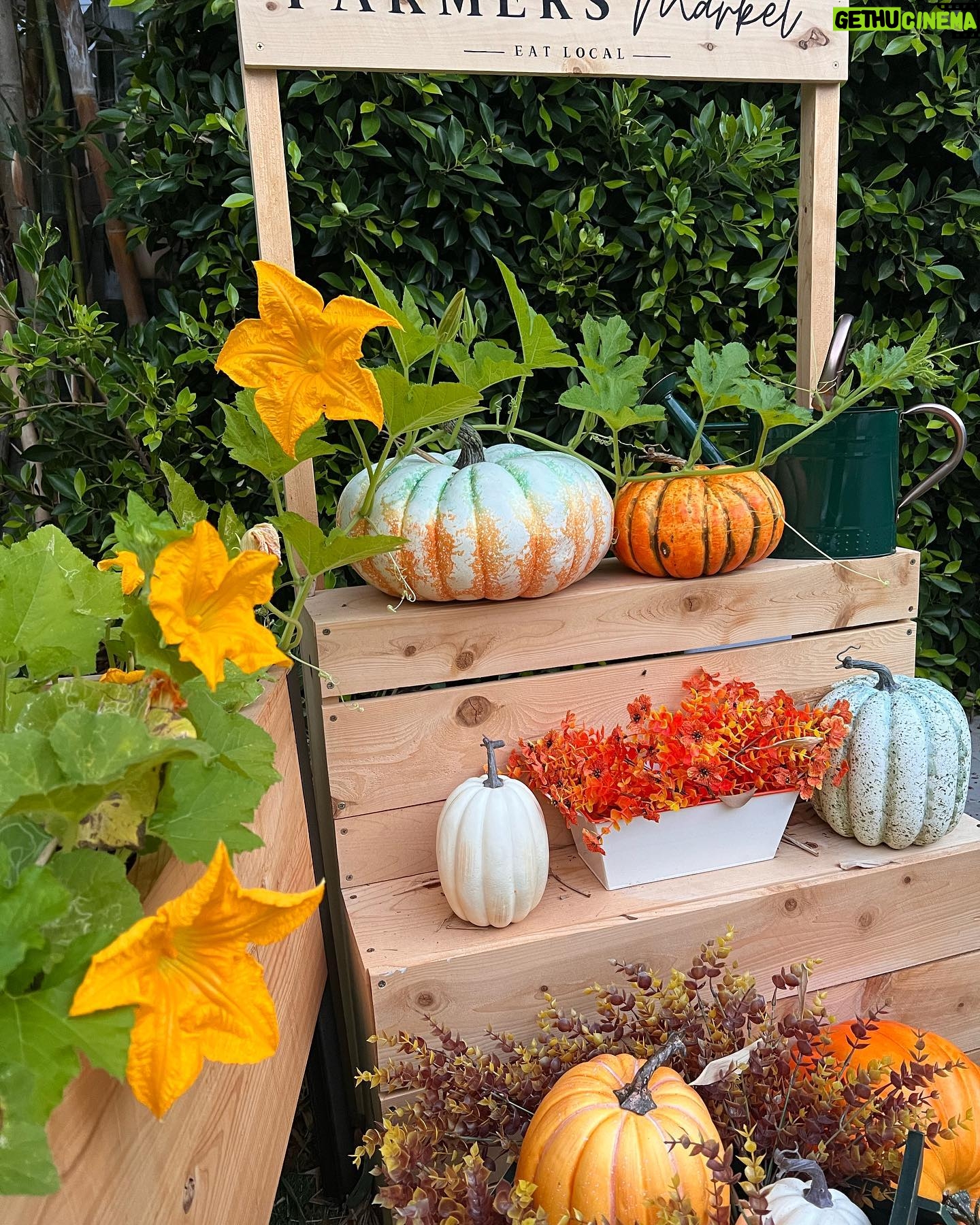 Jennifer Love Hewitt Instagram - Update on my pumpkin patch. Starting to see some small little ones and feeling hopeful. Itβs been so fun. Hope I get something to show you. πππ€π»