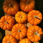 Jennifer Love Hewitt Instagram - So proud of my little Holiday Junkie. Autumn set this up for her friends to do pumpkins yesterday. I was so proud! 🎃🧡