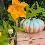 Jennifer Love Hewitt Instagram - Update on my pumpkin patch. Starting to see some small little ones and feeling hopeful. It’s been so fun. Hope I get something to show you. 🍂🎃🤞🏻