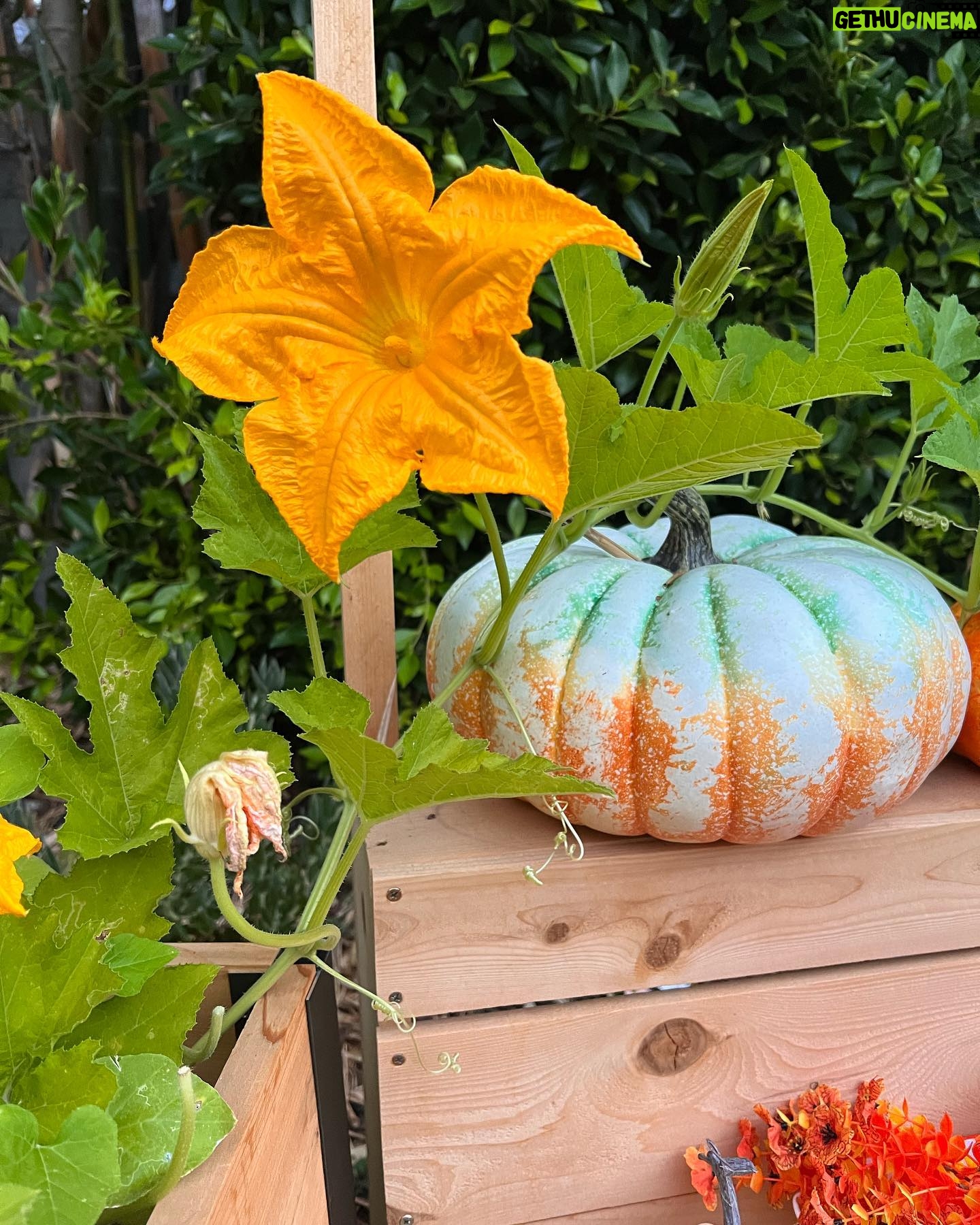 Jennifer Love Hewitt Instagram - Update on my pumpkin patch. Starting to see some small little ones and feeling hopeful. Itβs been so fun. Hope I get something to show you. πππ€π»