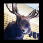 Jennifer Morrison Instagram – Any excuse to put a moose in the shot. #BTS Directing S1 of @joepickettseries, and a call back to directing the music video for #WildWildHorses. S2 of #JoePickettSeries is now streaming on @paramountplus