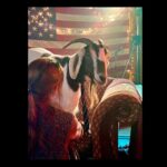 Jennifer Morrison Instagram – Gary the goat taught me where the phrase “stubborn as a goat” came from, directing him on S1 of @joepickettseries 
#VoteForGary. S2 of #joepickettseries is now steaming on @paramountplus