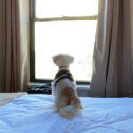 Jennifer Morrison Instagram – #nyc with #avathedog