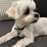 Jennifer Morrison Instagram – Happy birthday #avathedog ❤️