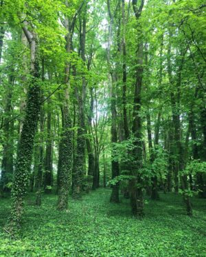 Jenny Boyd Instagram - “If we had a keen vision and feeling of all ordinary human life, it would be like hearing the grass grow and the squirrel’s heart beat, and we should die of that roar which lies on the other side of silence.”
George Eliot, Middlemarch