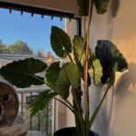 Jenny De Nucci Instagram - puppies and clouds ☁️ 🍪 🍯 🤍✨