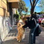 Jenny De Nucci Instagram – 🍋🍋
nella terza foto c’è un indovinello: quale sono io e qual è il golden retriever? livello: abb difficile ame