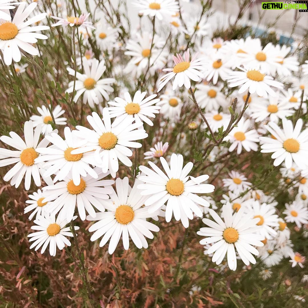 Jeon Mi-do Instagram - 아무리 생각해도 놀랍고 대단해. 아무런 댓가없이 이 아름다움을 누릴수 있다는게.